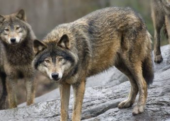 Caccia e abbattimenti di lupi: approvazione dei governi Ue