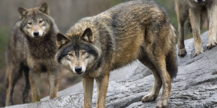Caccia e abbattimenti di lupi: approvazione dei governi Ue