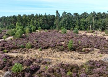 Cambiamento climatico: habitat uccelli migratori a rischio Europa