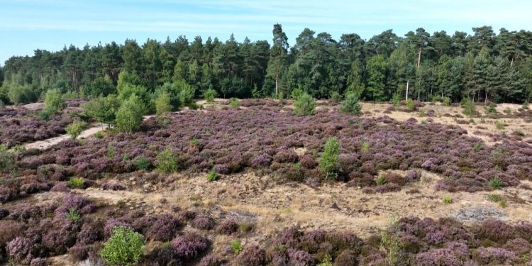 Cambiamento climatico: habitat uccelli migratori a rischio Europa
