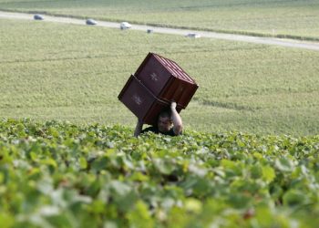 Champagne: calo vendite per dazi e crisi, raccolta ridotta