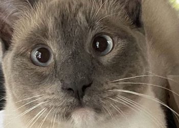 Gatto smarrito a Yellowstone torna a casa dopo 1.450 km