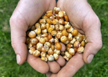 Privatizzazione semi: minacce a biodiversità e cibo sicuro