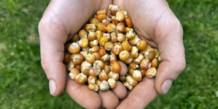 Privatizzazione semi: minacce a biodiversità e cibo sicuro