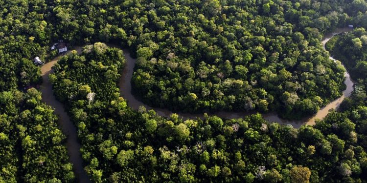 Rinvio di un anno per la legge UE sulla deforestazione
