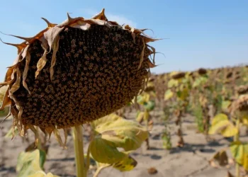 2024: il primo anno oltre 1,5°C e il più caldo mai registrato