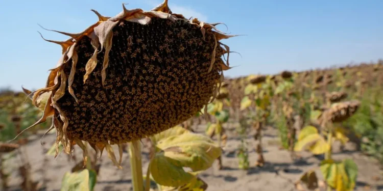 2024: il primo anno oltre 1,5°C e il più caldo mai registrato