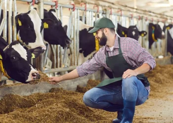 Bovaer: perché gli inglesi sprecano latte con questo additivo?
