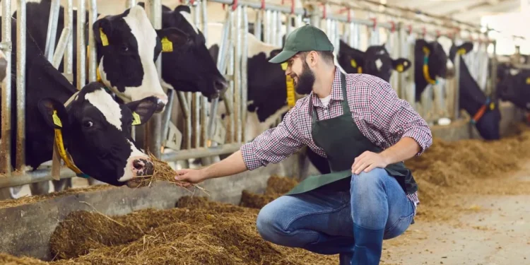 Bovaer: perché gli inglesi sprecano latte con questo additivo?