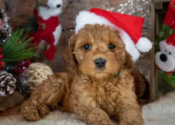 Cuccioli abbandonati dopo Natale: alternative etiche per adozione