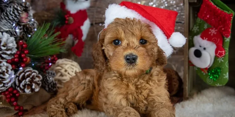 Cuccioli abbandonati dopo Natale: alternative etiche per adozione