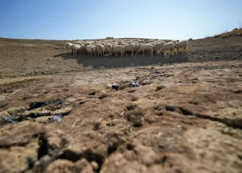 Desertificazione: 75% delle terre emerse inaridite permanentemente